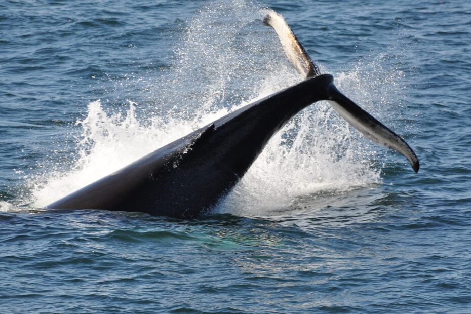 observation baleine en Islande